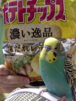 迷い鳥の写真