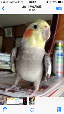 迷い鳥の写真