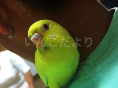 迷い鳥の写真
