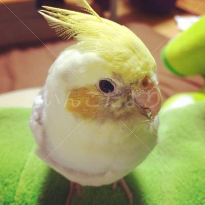 迷い鳥の写真