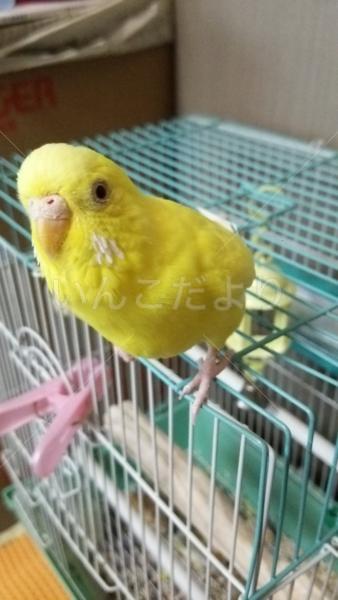 迷い鳥の写真