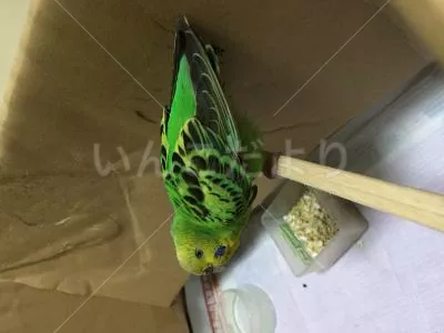 保護鳥の写真