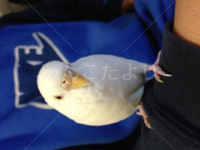 迷い鳥の写真