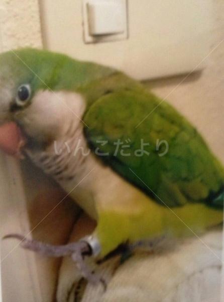 迷い鳥の写真