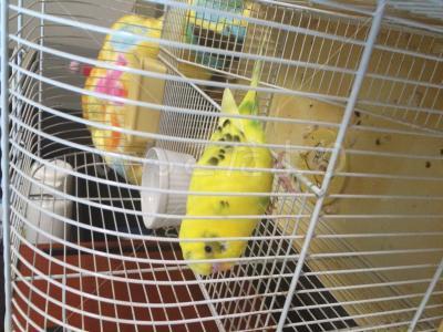 保護鳥の写真
