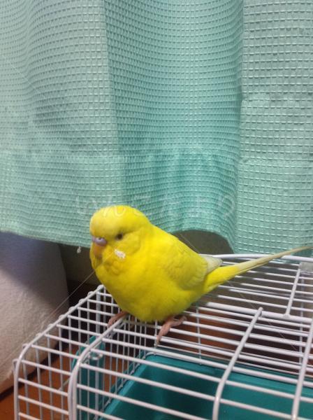 保護鳥の写真