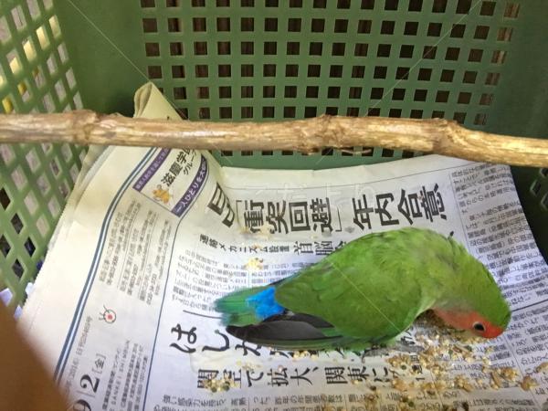 保護鳥の写真