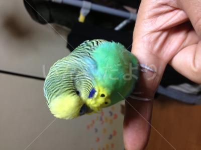 保護鳥の写真