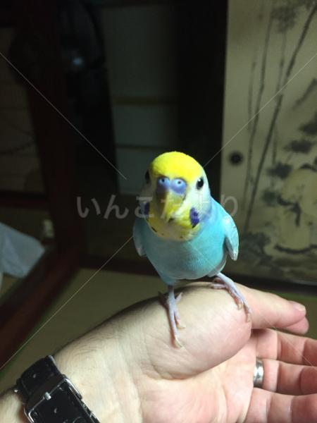 迷い鳥の写真
