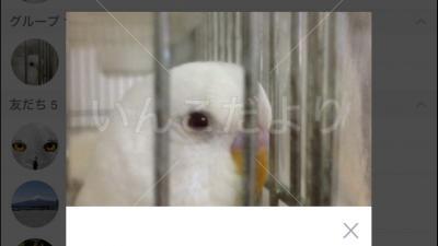 迷い鳥の写真