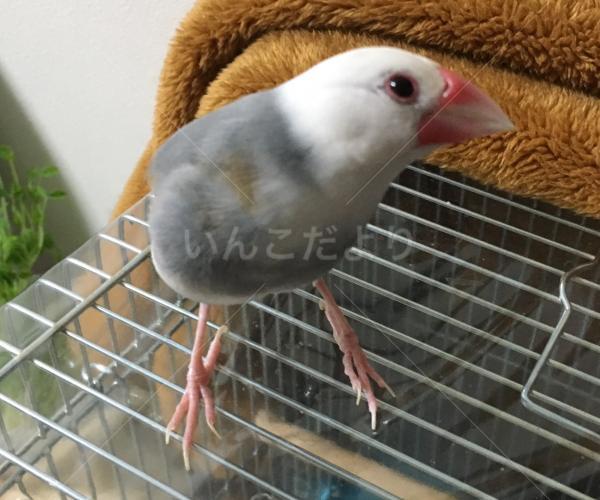 迷い鳥の写真