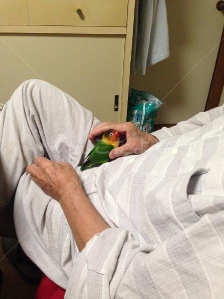 保護鳥の写真