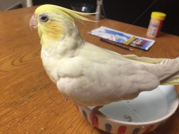 迷い鳥の写真