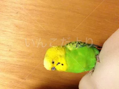 保護鳥の写真