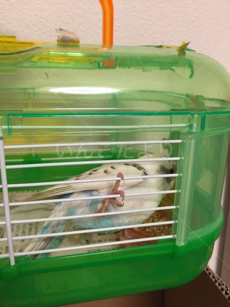 保護鳥の写真