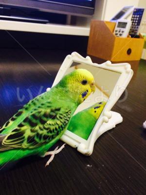 迷い鳥の写真