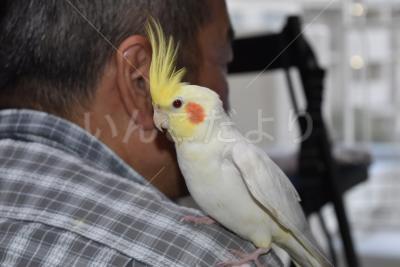 迷い鳥の写真
