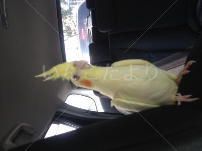 迷い鳥の写真