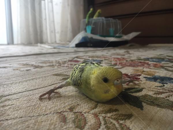 迷い鳥の写真