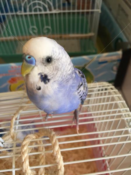 保護鳥の写真