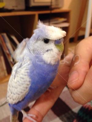 迷い鳥の写真