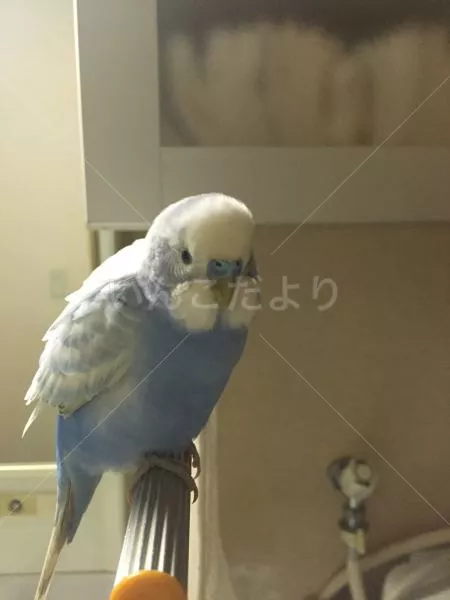 保護鳥の写真