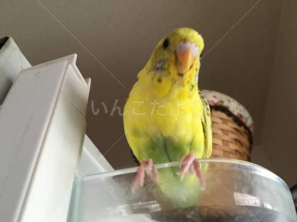 迷い鳥の写真