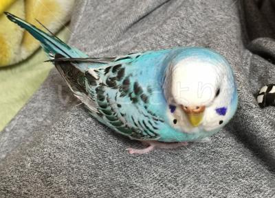 迷い鳥の写真