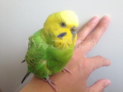 保護鳥の写真
