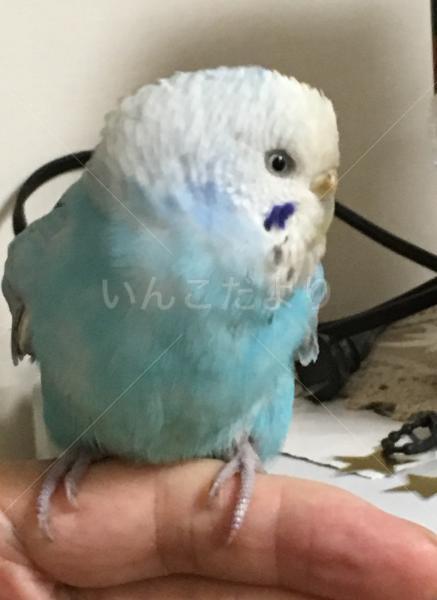 保護鳥の写真
