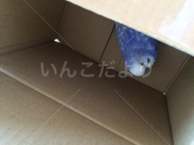保護鳥の写真