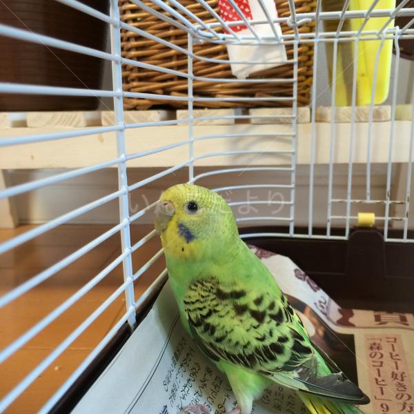 保護鳥の写真