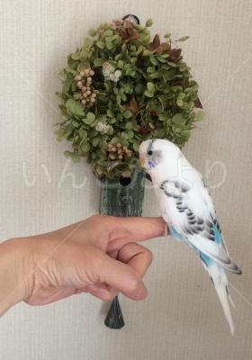 迷い鳥の写真