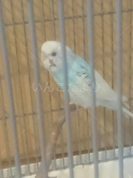 保護鳥の写真