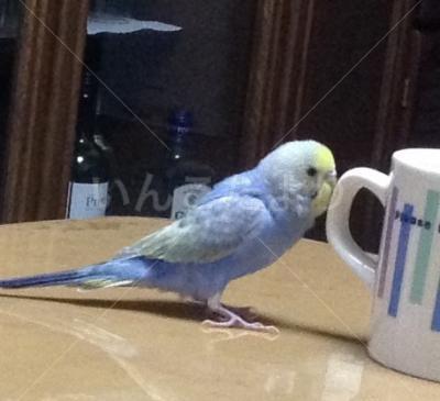 保護鳥の写真
