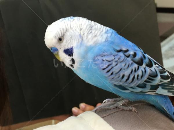 保護鳥の写真