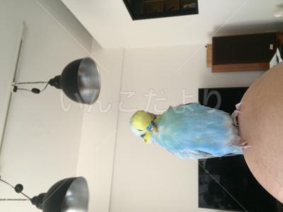 保護鳥の写真
