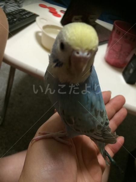 迷い鳥の写真