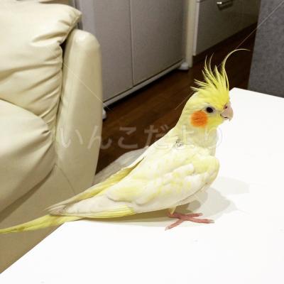 保護鳥の写真