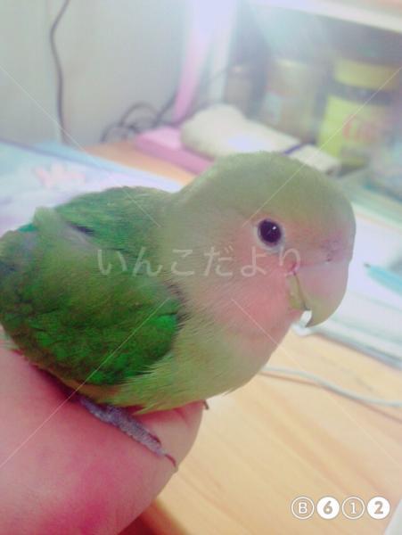 迷い鳥の写真