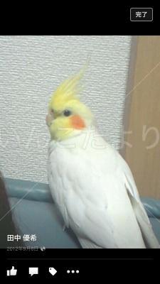 迷い鳥の写真