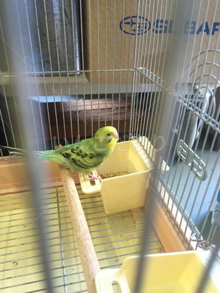 保護鳥の写真