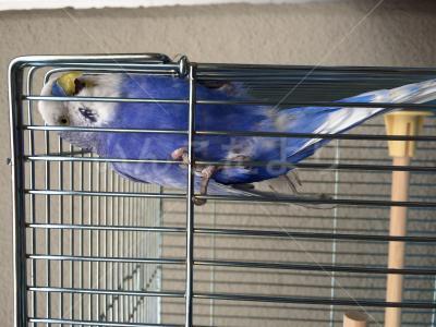 保護鳥の写真