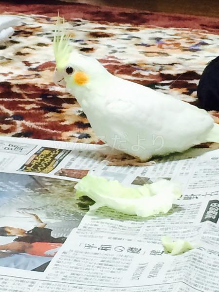 迷い鳥の写真