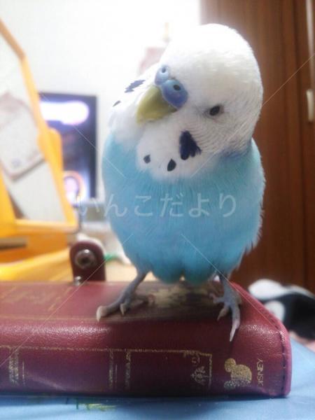 迷い鳥の写真