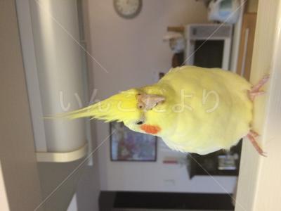 迷い鳥の写真