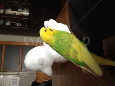 迷い鳥の写真