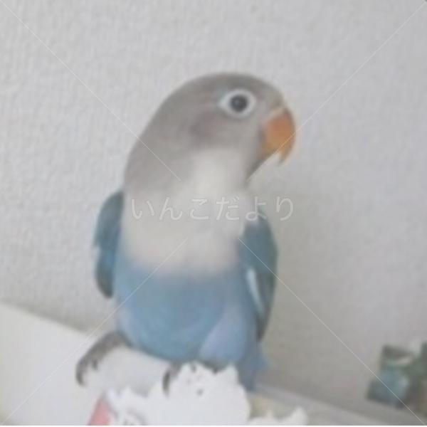 迷い鳥の写真