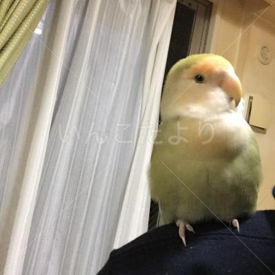 迷い鳥の写真