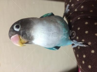 迷い鳥の写真